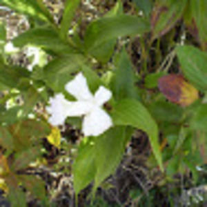 Meet your Posher, Tracey